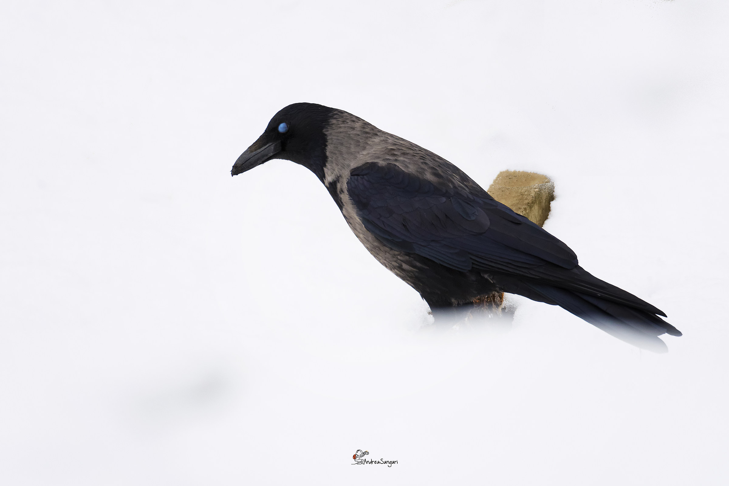 The Snowy Crow