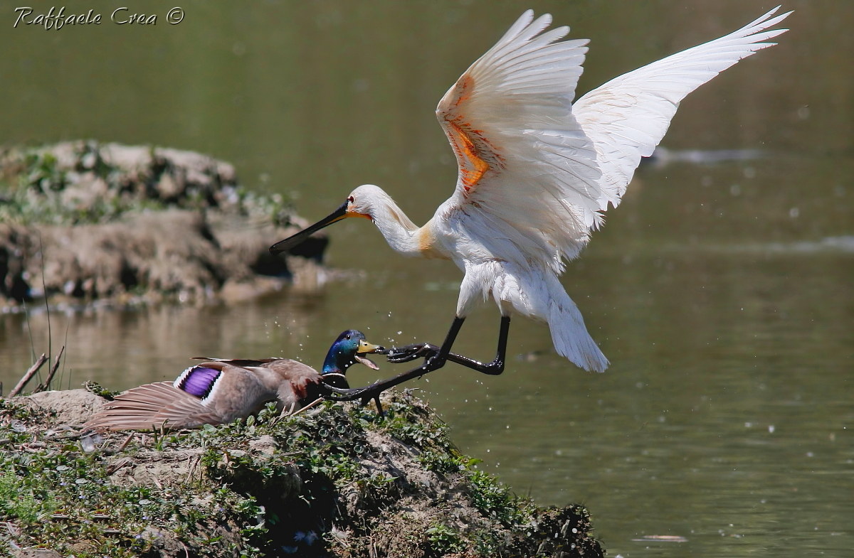 La Spatola ed il Germano