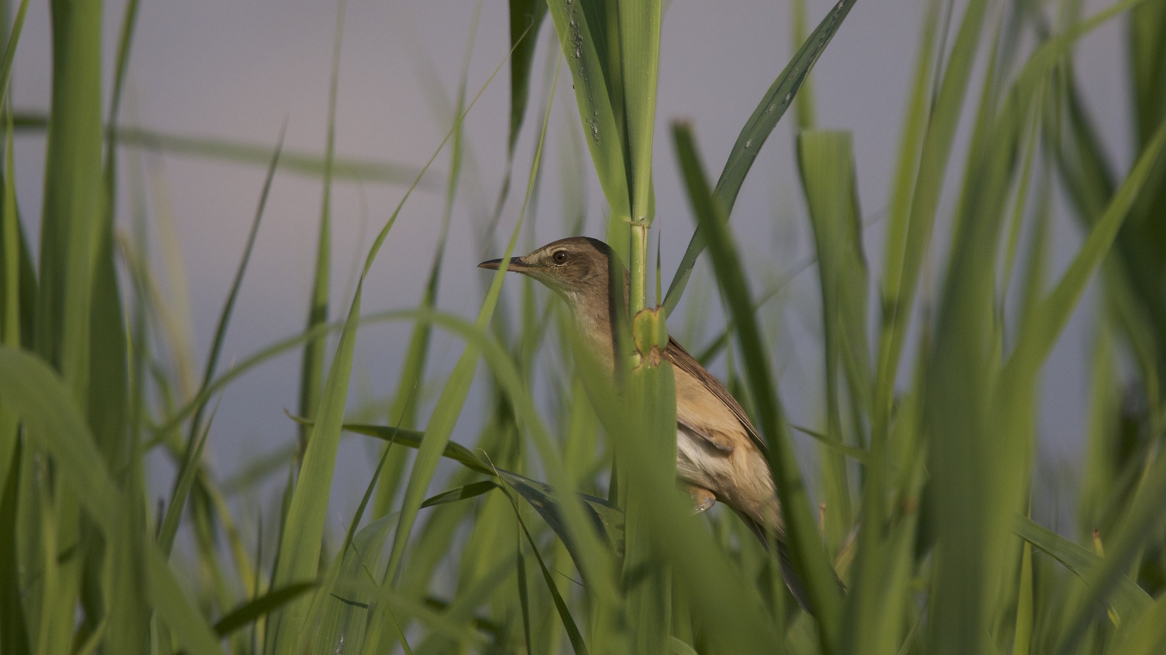 Reed Warbler