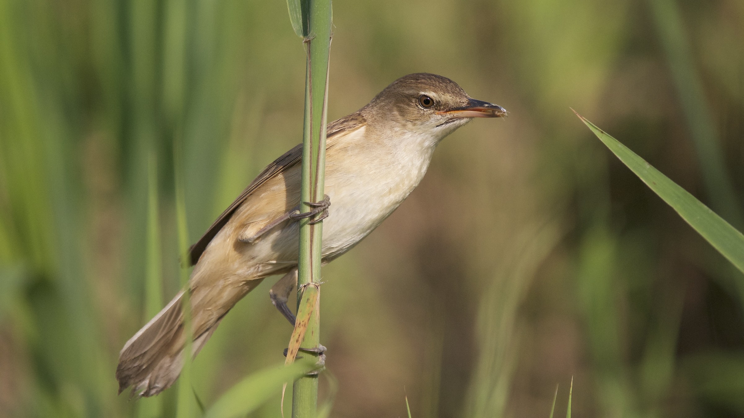 Reed Warbler