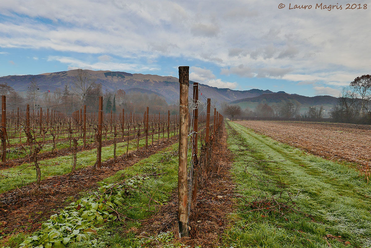 Vigneto di fine autunno