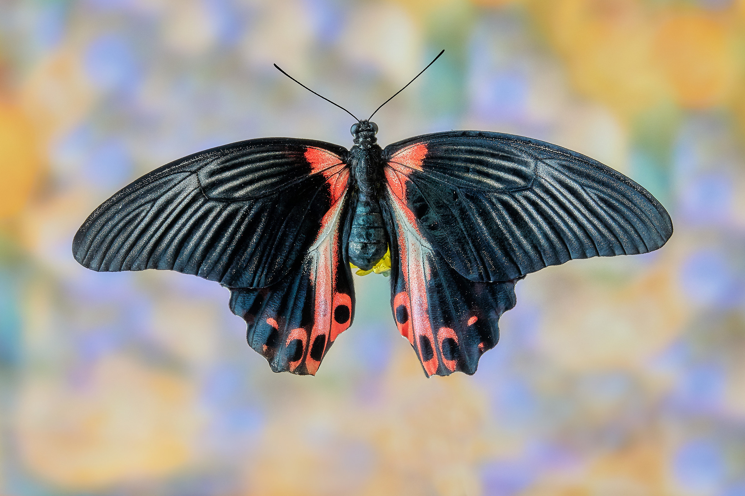 Papilio rumanzovia (Eschscholtz, 1821)
