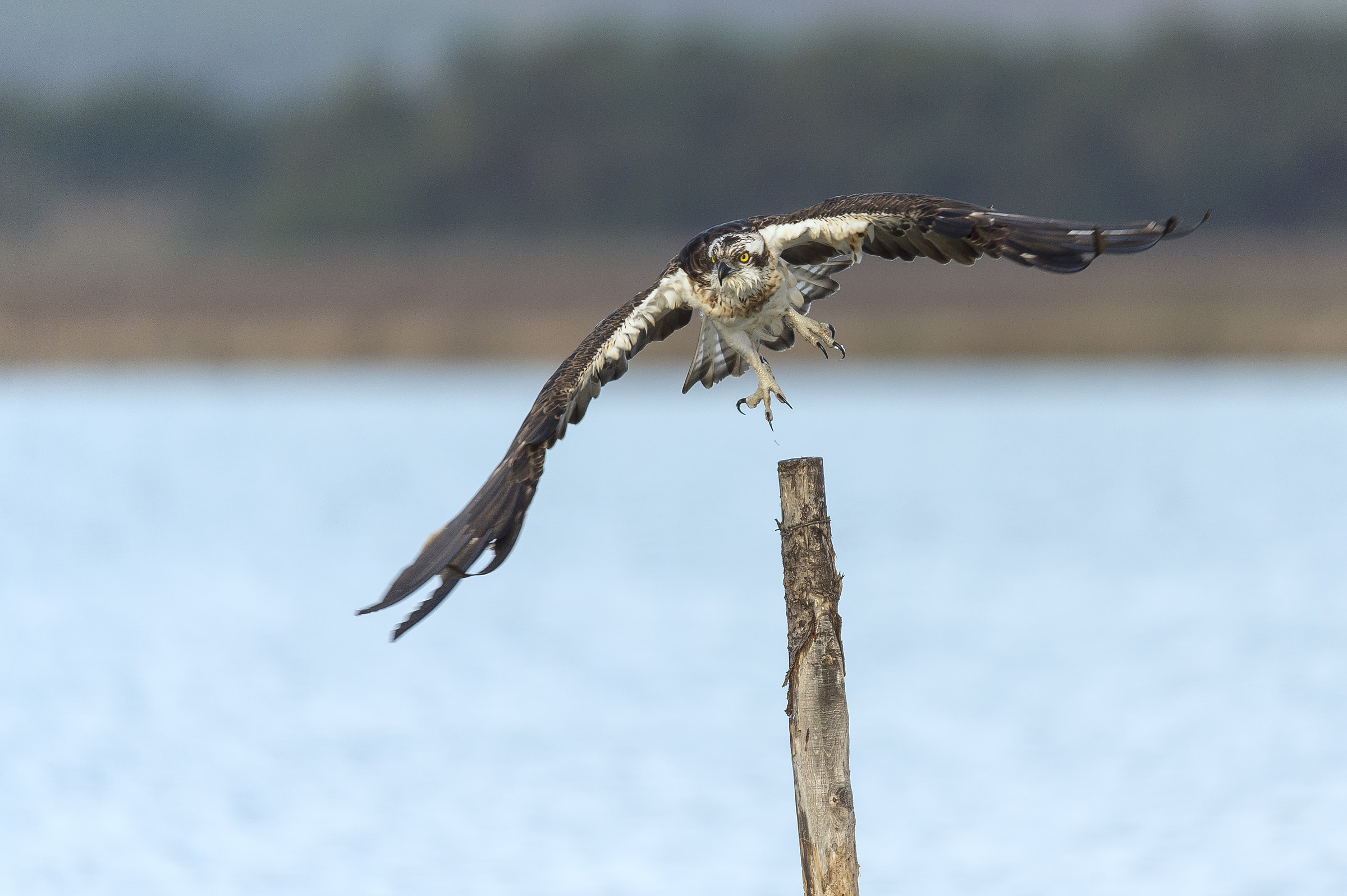 Osprey