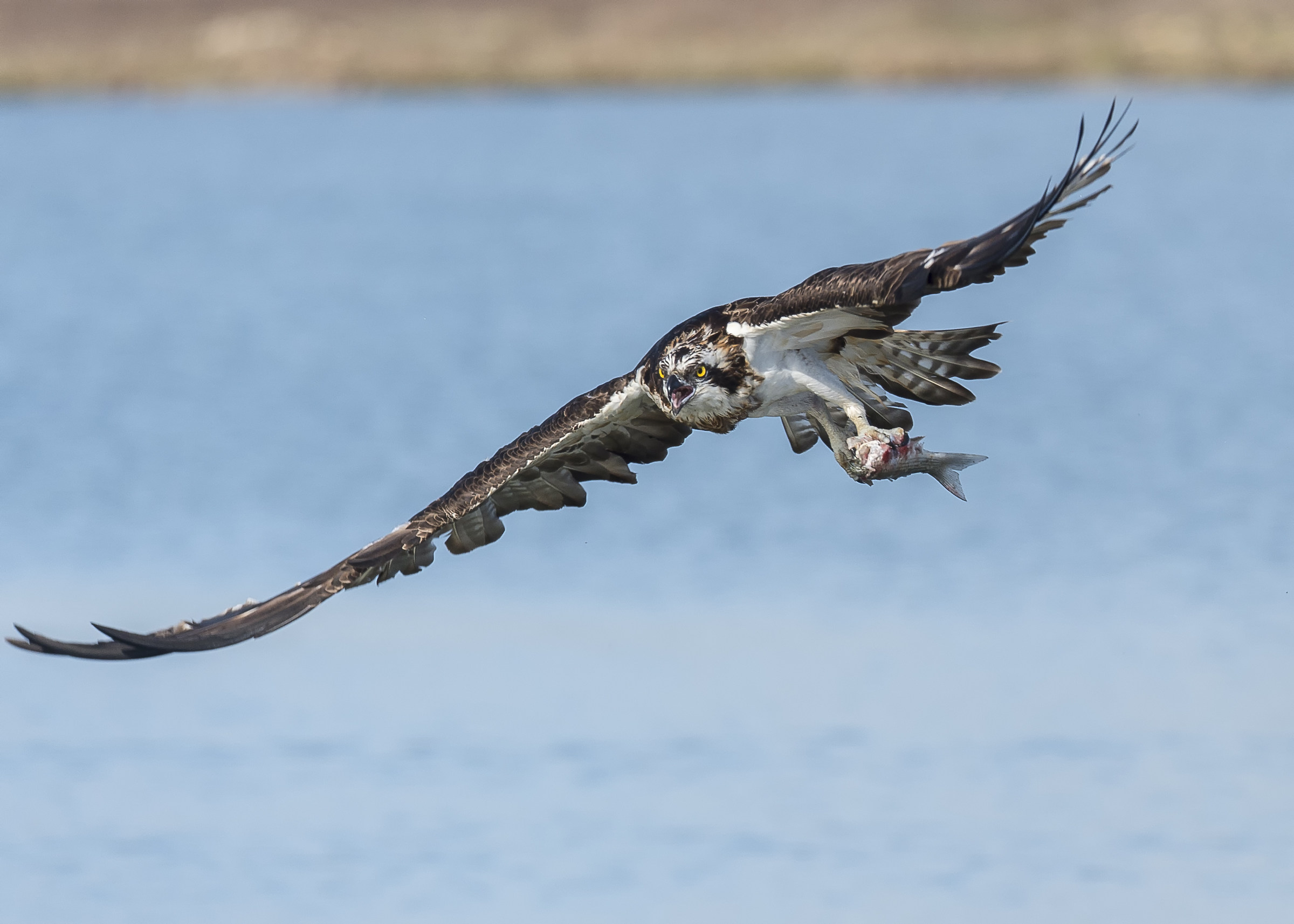 Osprey