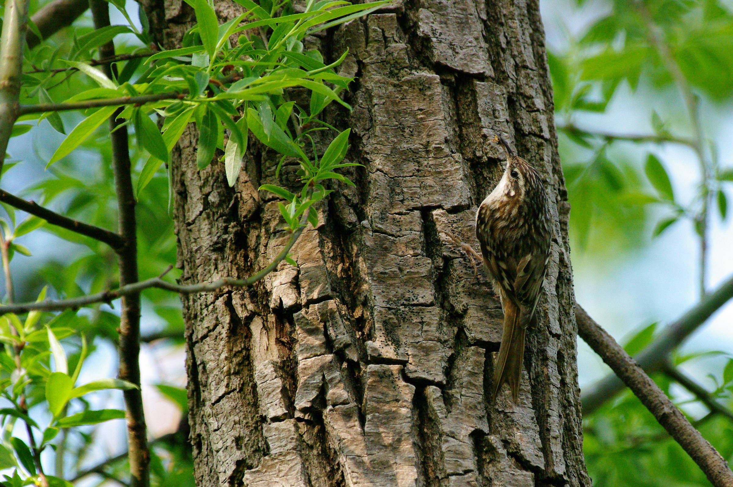 Rampichino comune (Certhia brachydactyla)