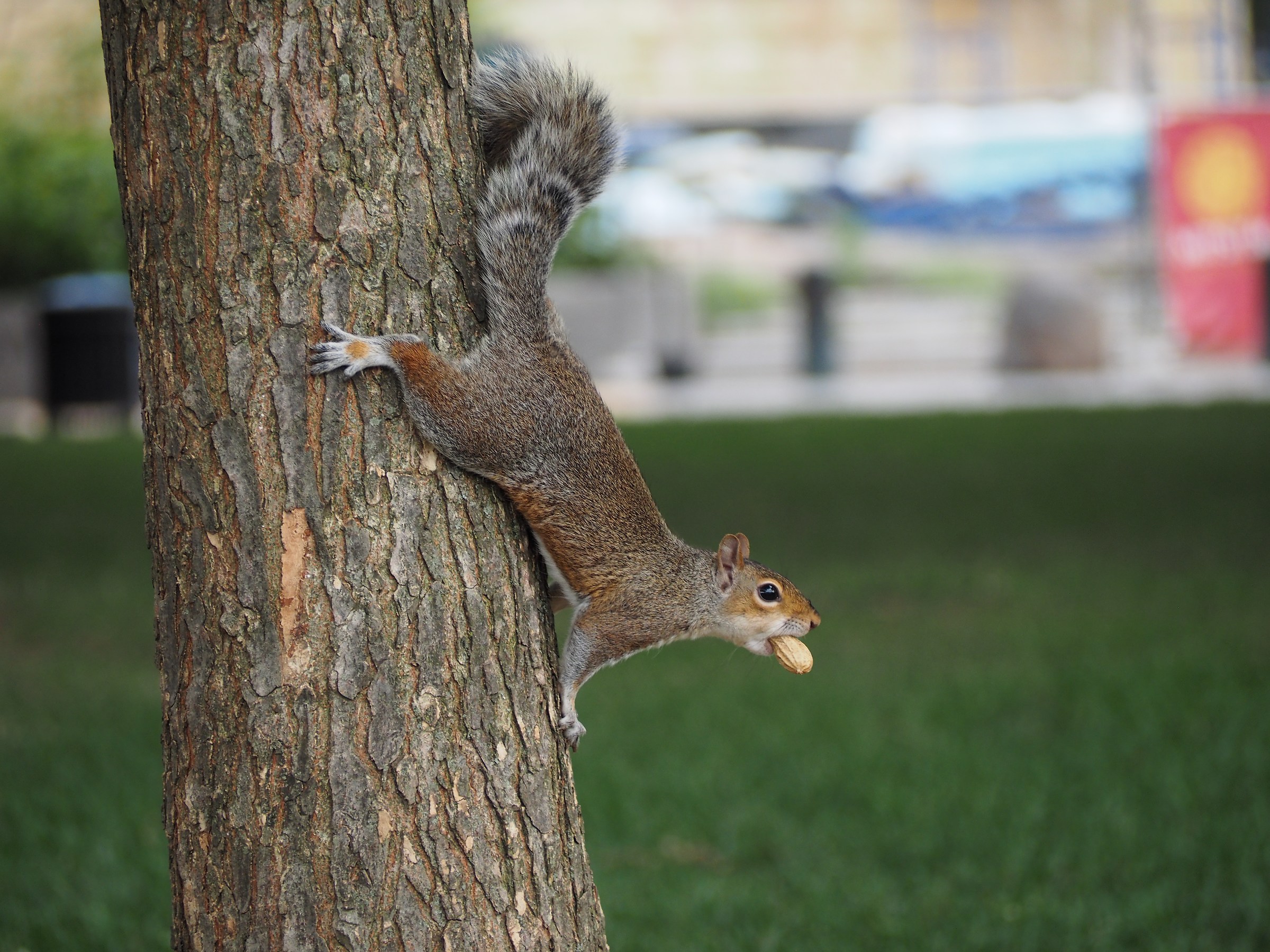 Constitution Gardens Pond