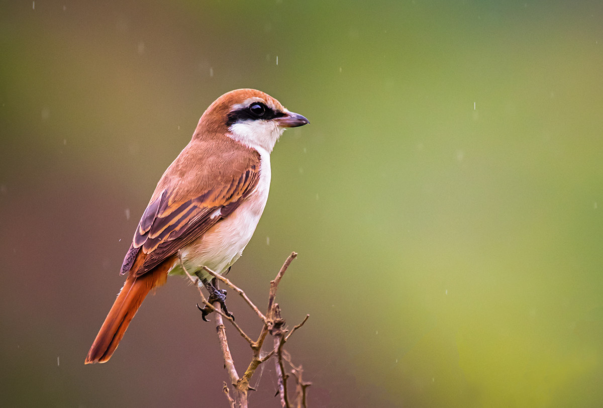 Isabelline Shrike