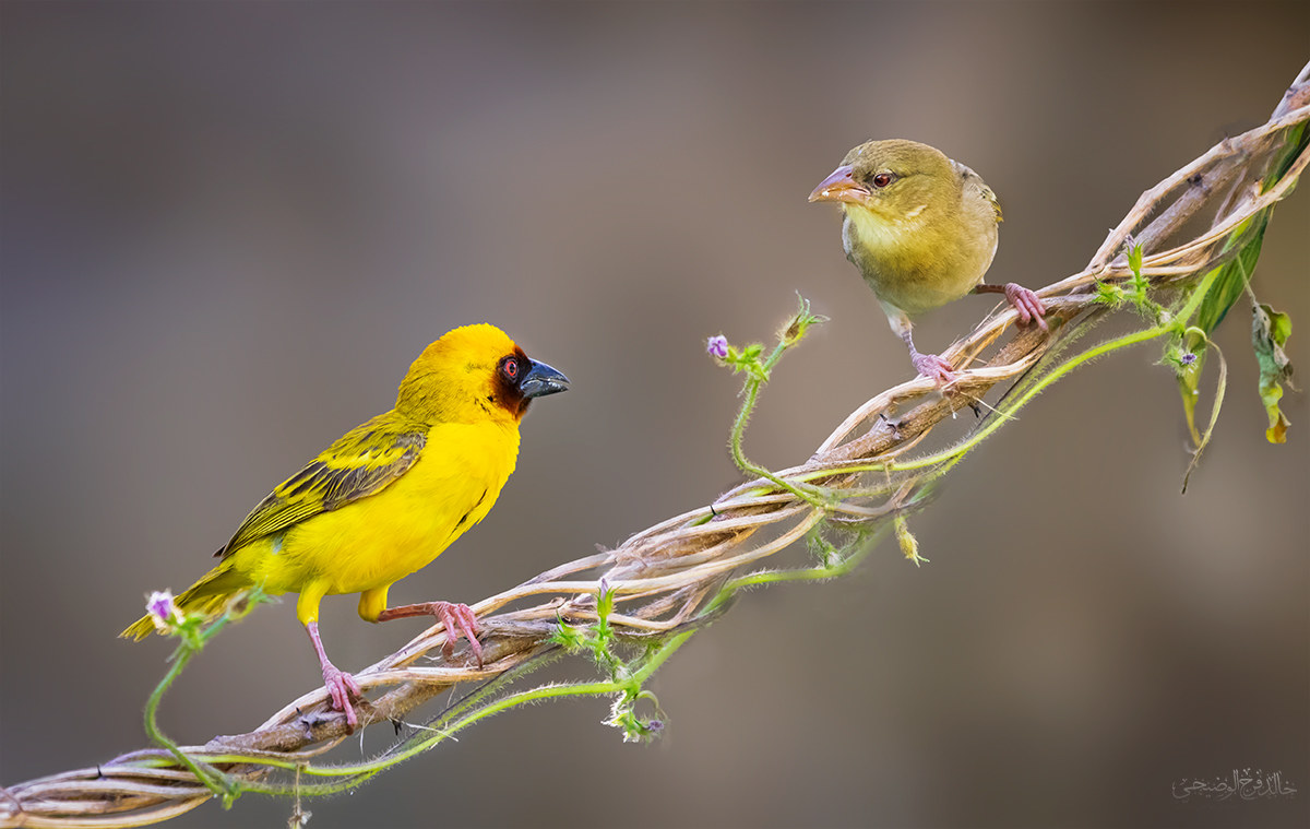 Tessitore di Rueppell