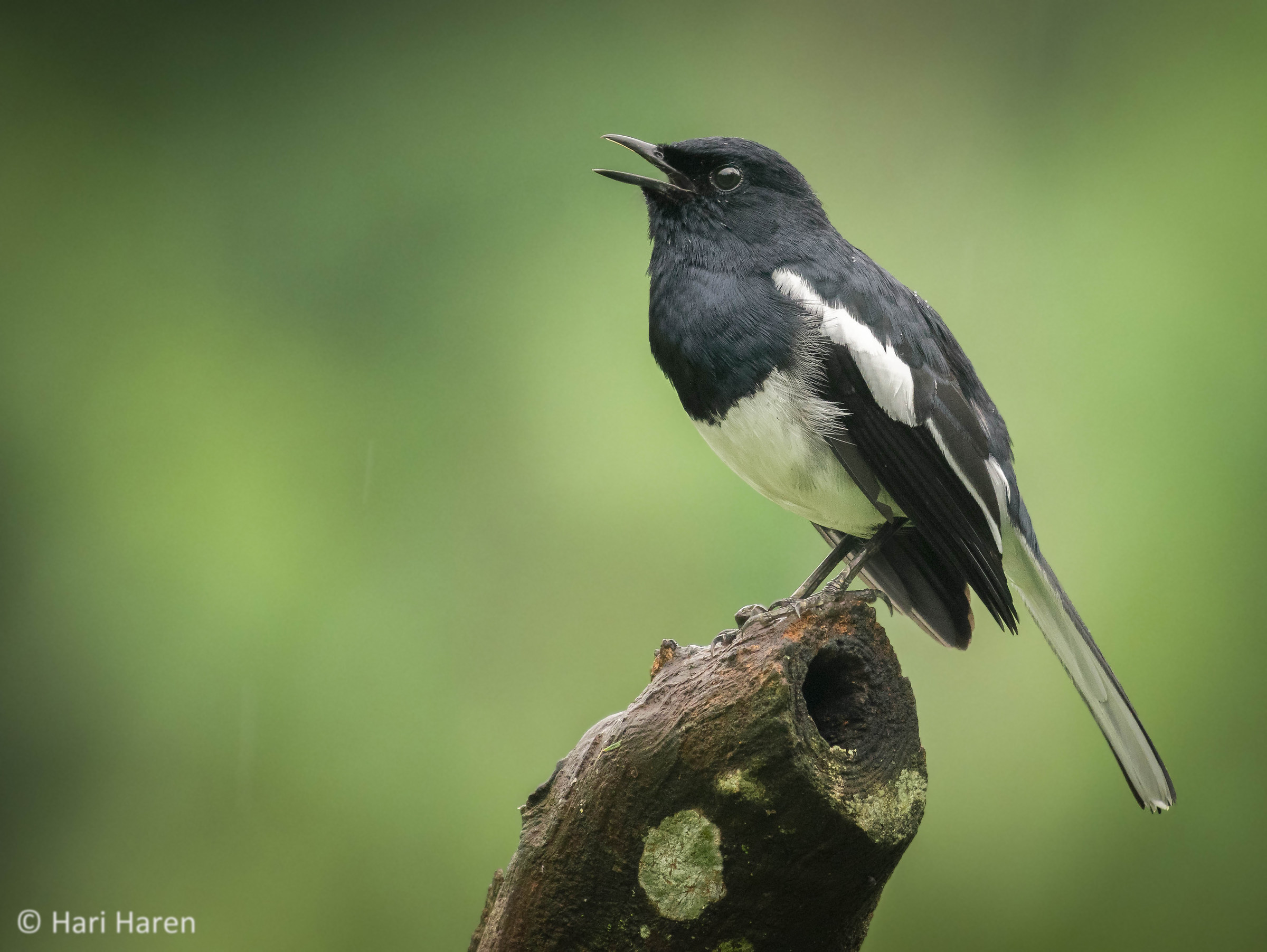 Oriental magpie robin