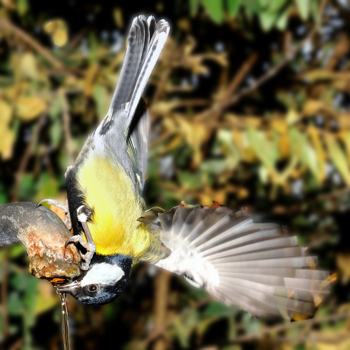 Great-hearted in the garden