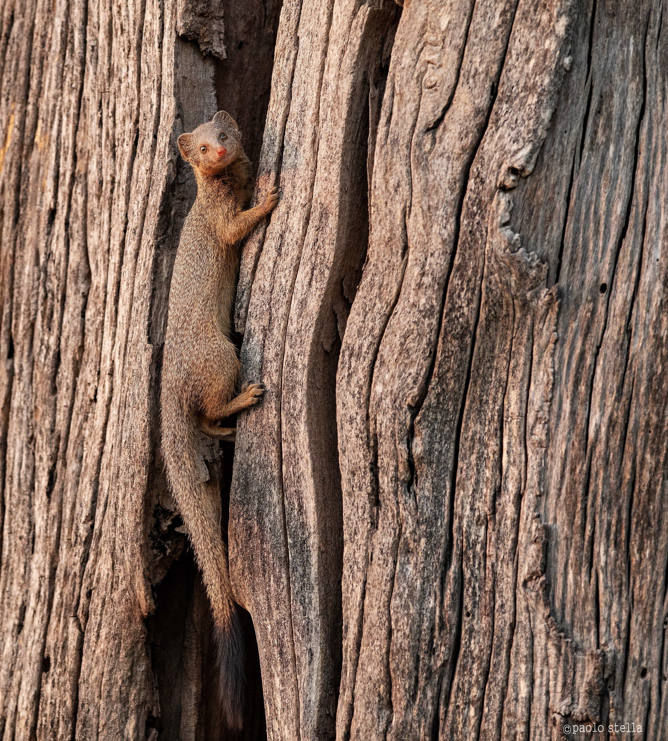 Herpestes sanguineus