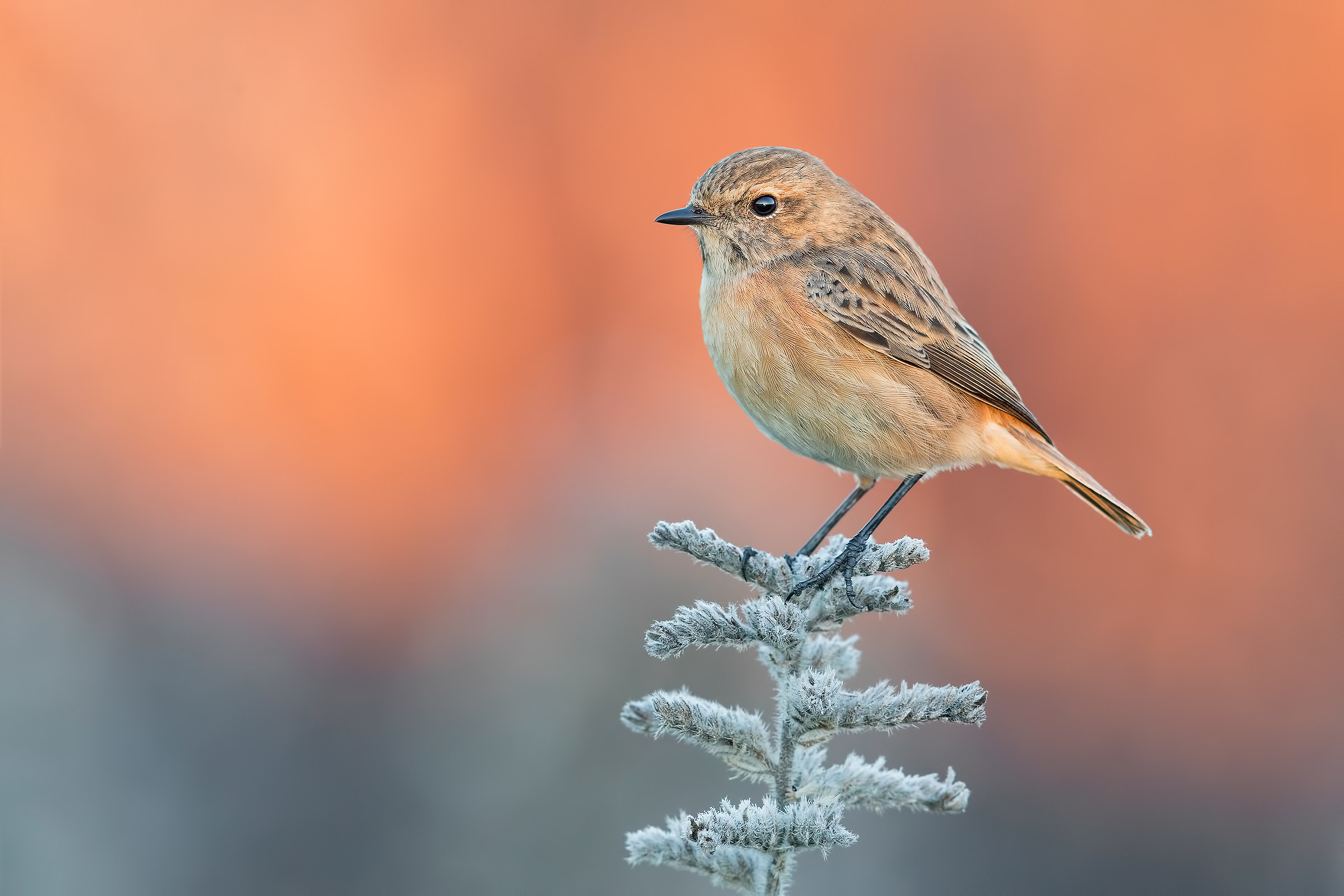 Ode alla luce (saltimpalo f.)