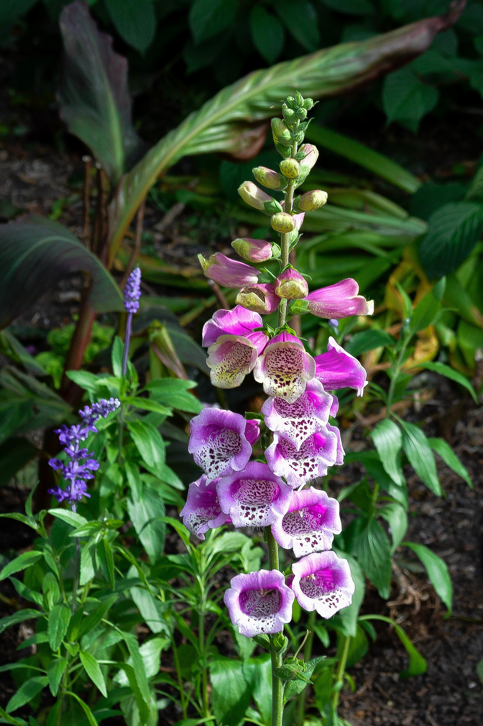 La primavera irlandese pt.1