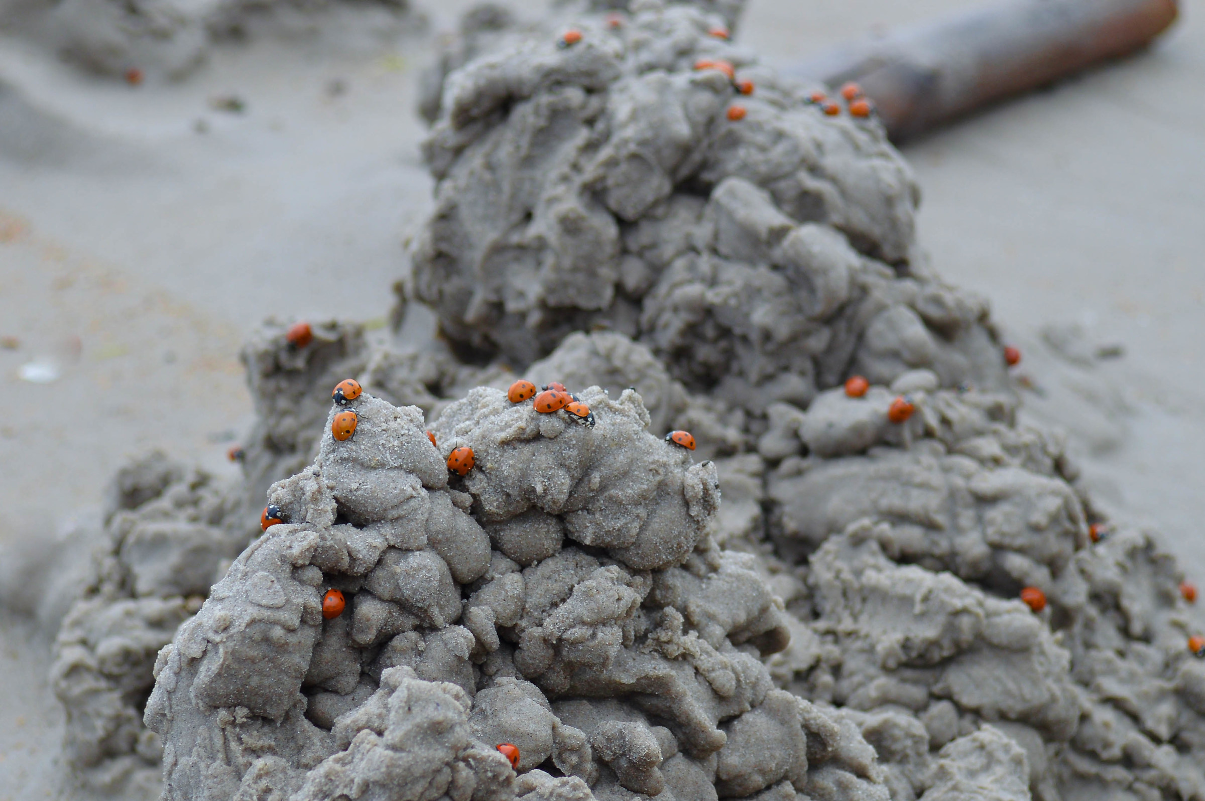 La scalata delle coccinelle