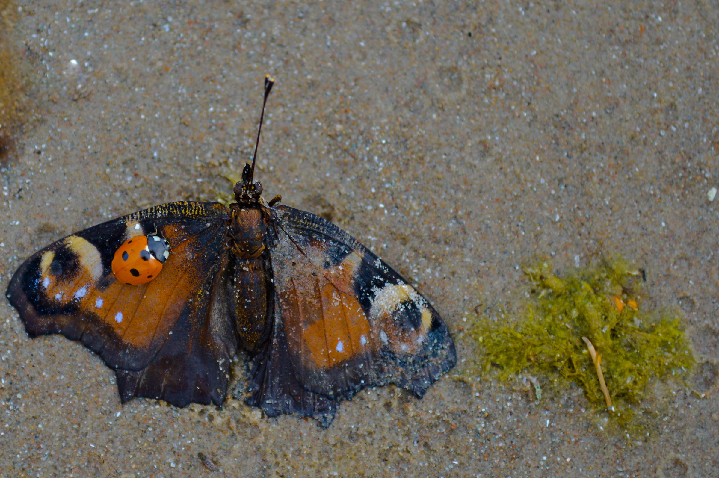 Fauna in comunicazione