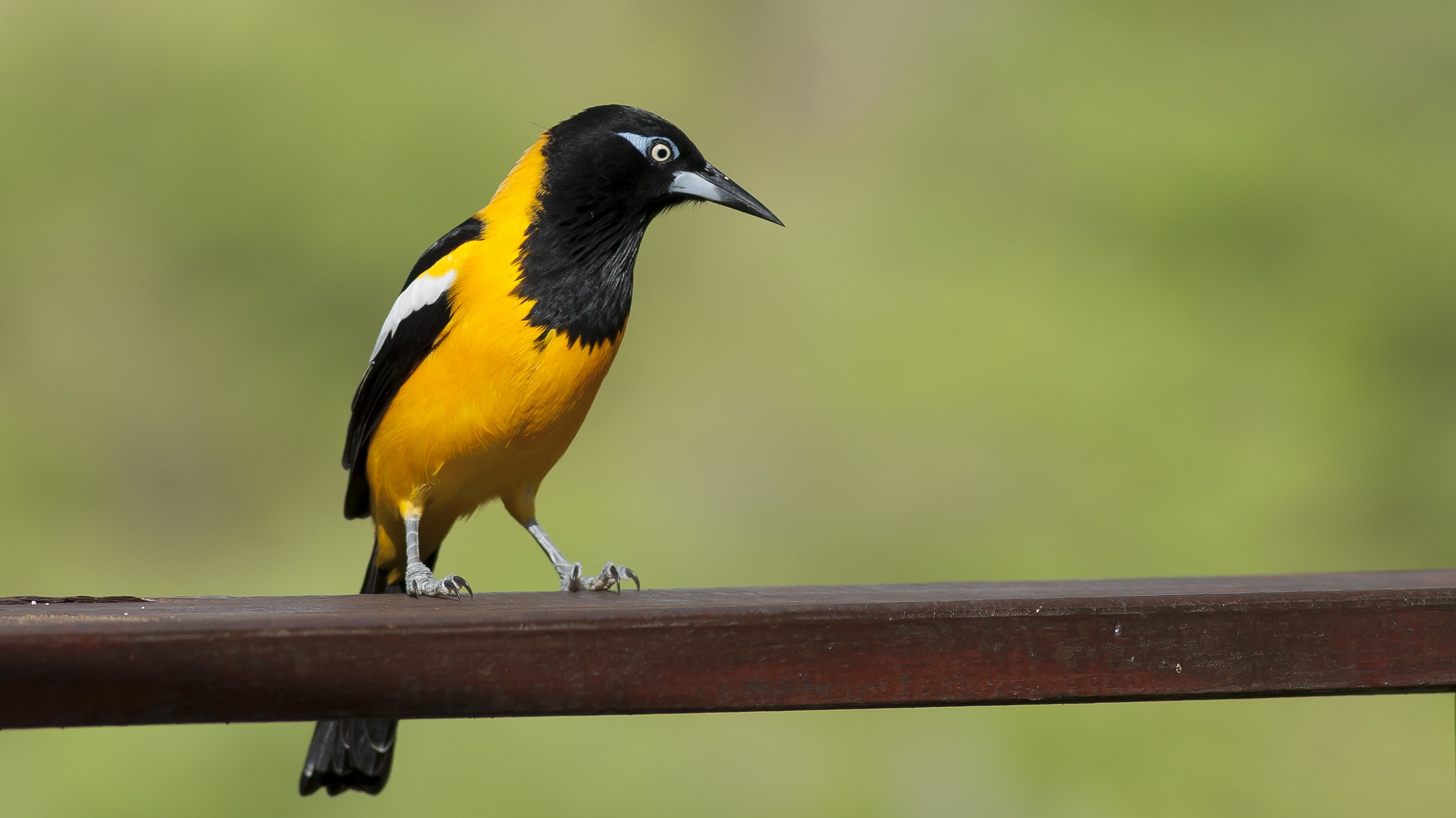 Turpial ( Icterus icterus)
