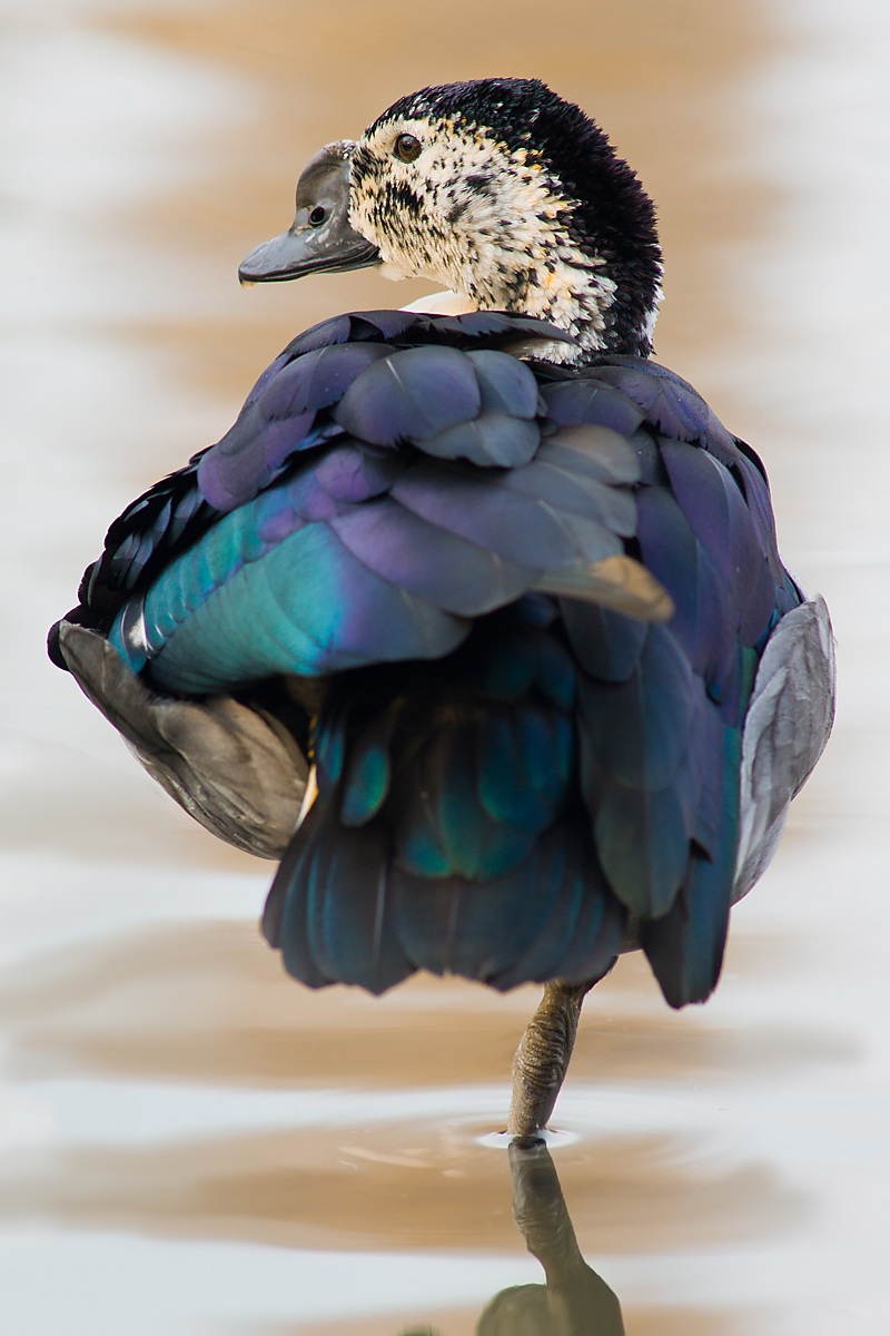 anatra dal bernoccolo