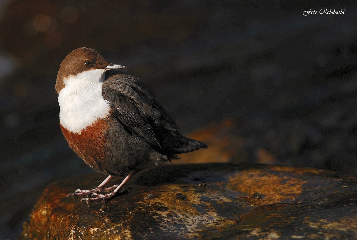 Merlo acquaiolo (olio su tela)