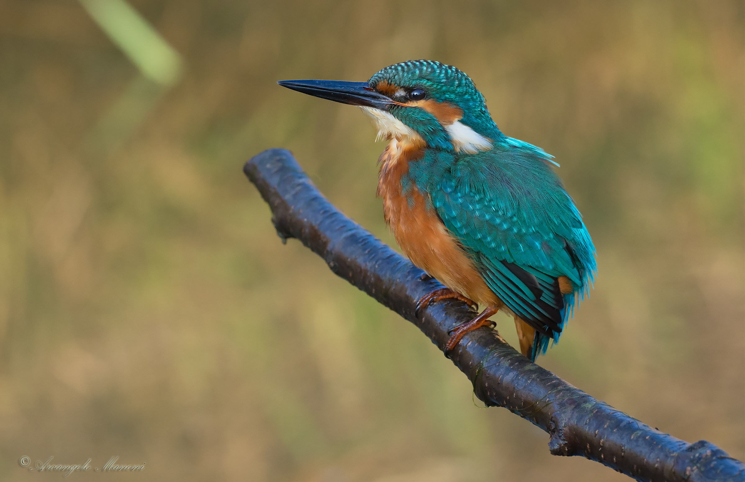 Martin a little Cold