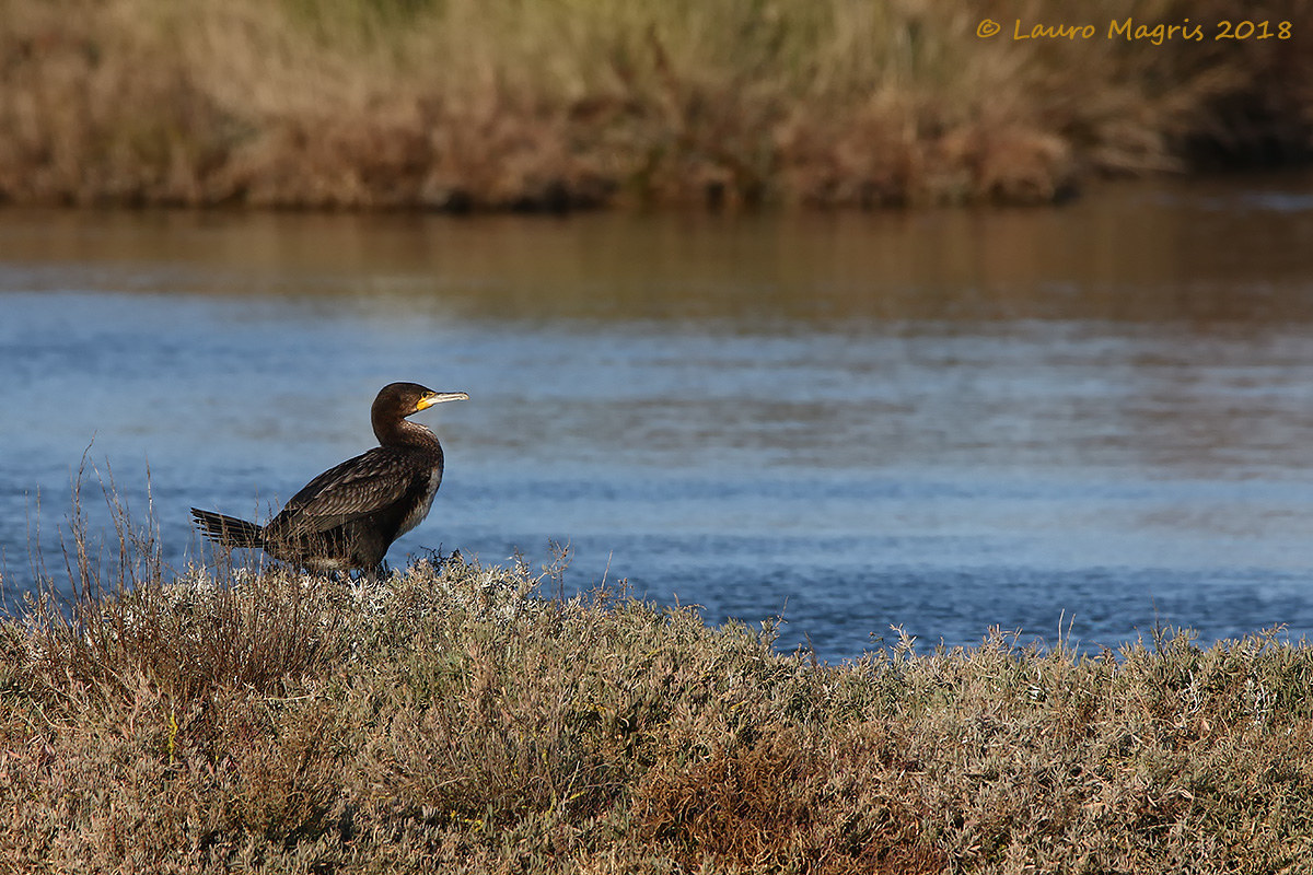 Cormorano tra le barene