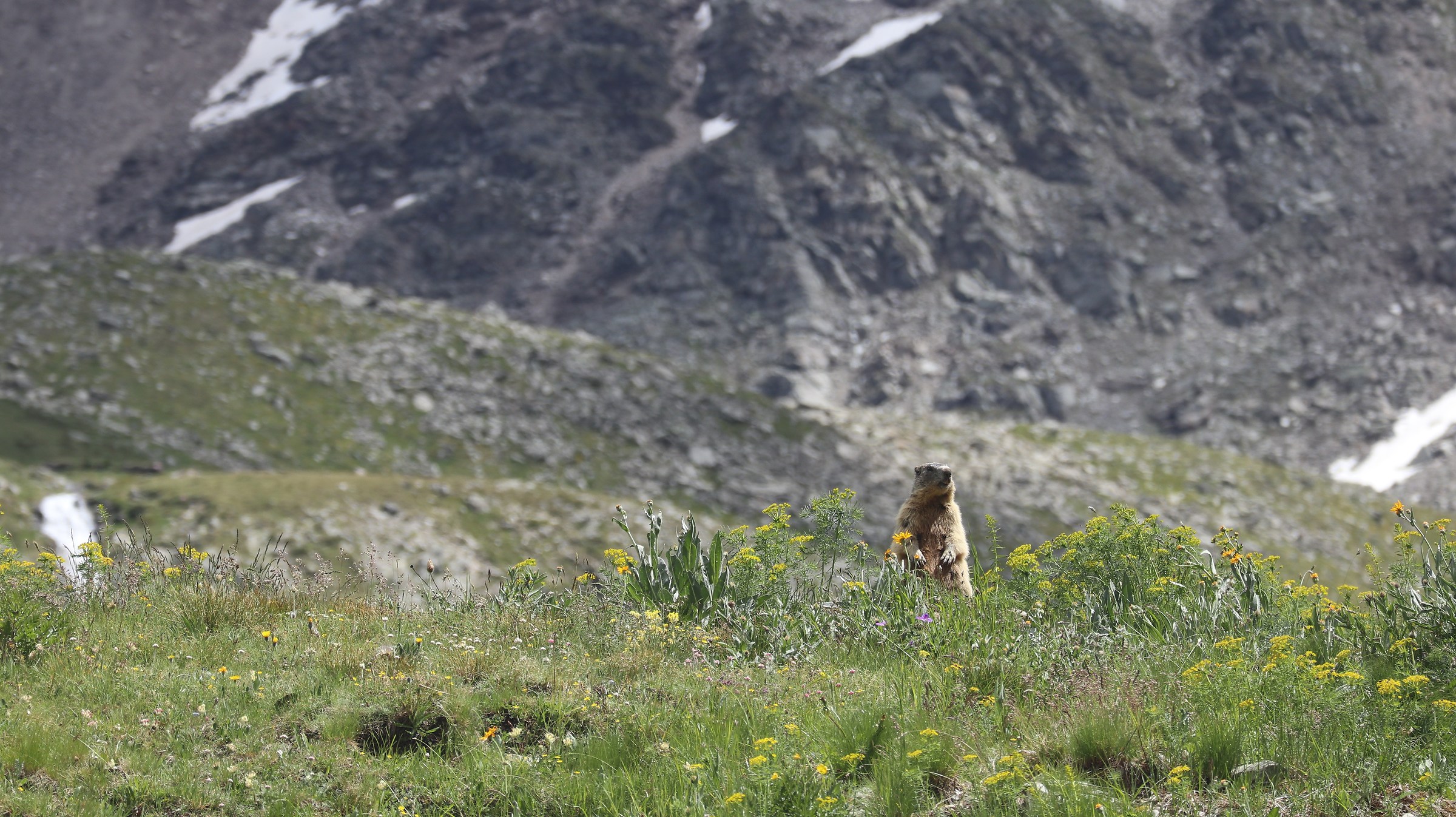 Sentinel in Val di rhemes
