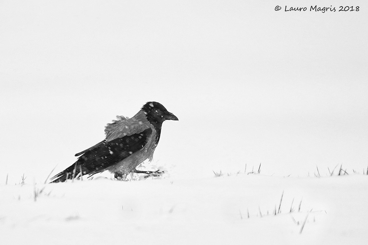 Marcia sotto la neve B&N