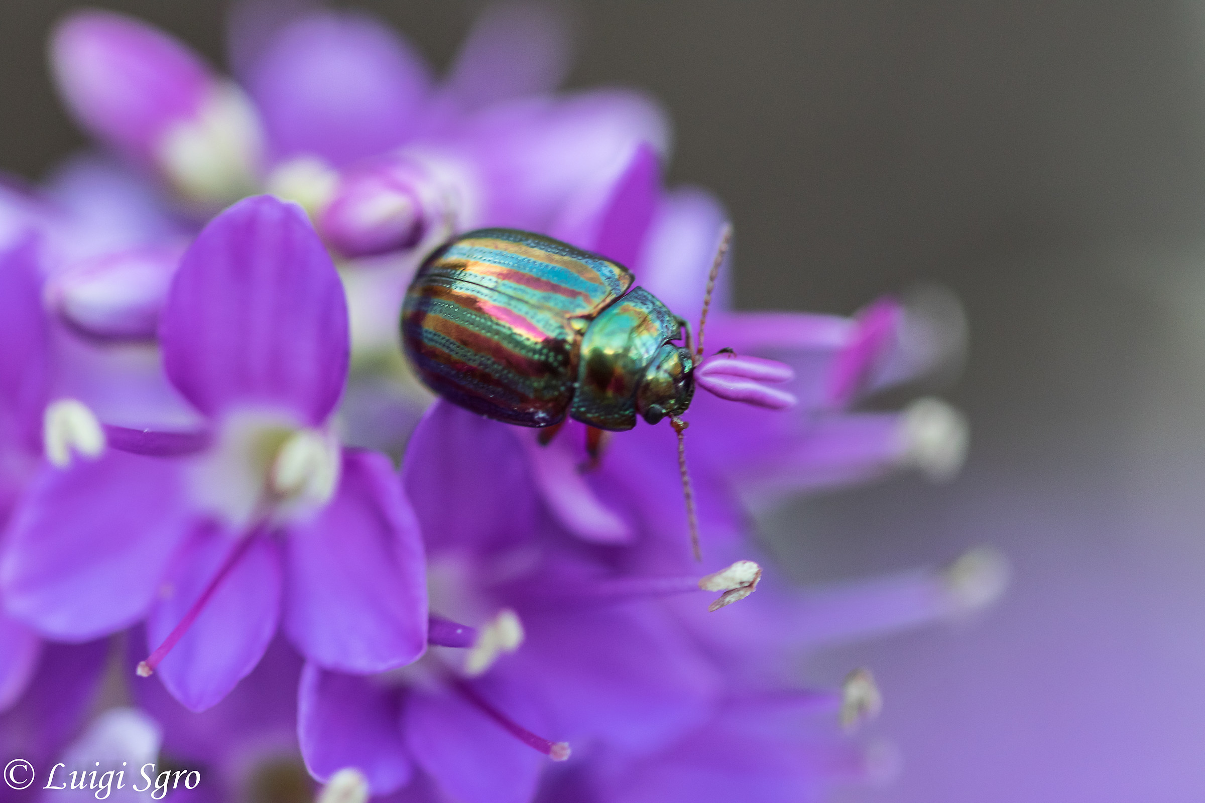 Beetle on Veronica