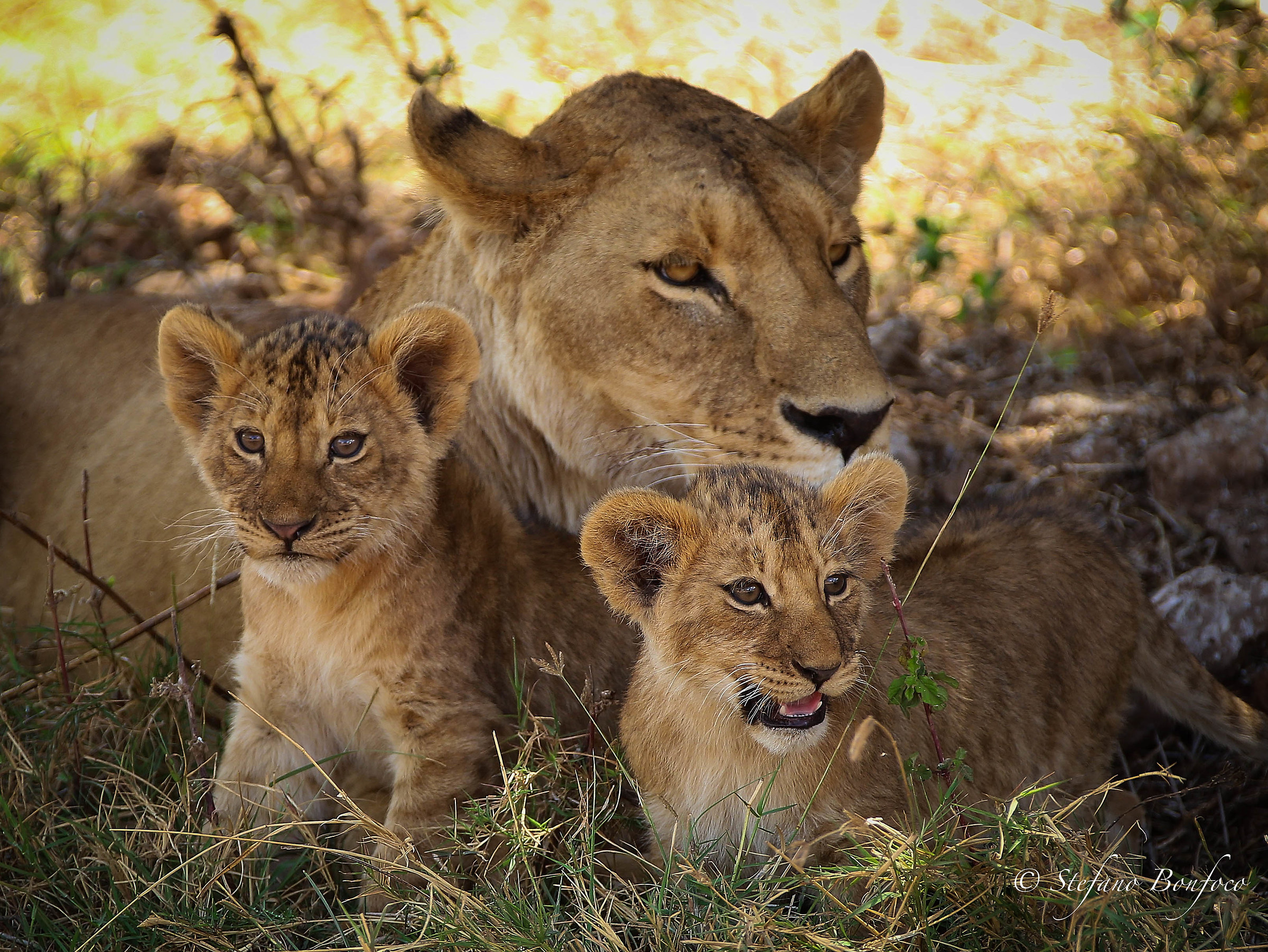A beautiful family.......