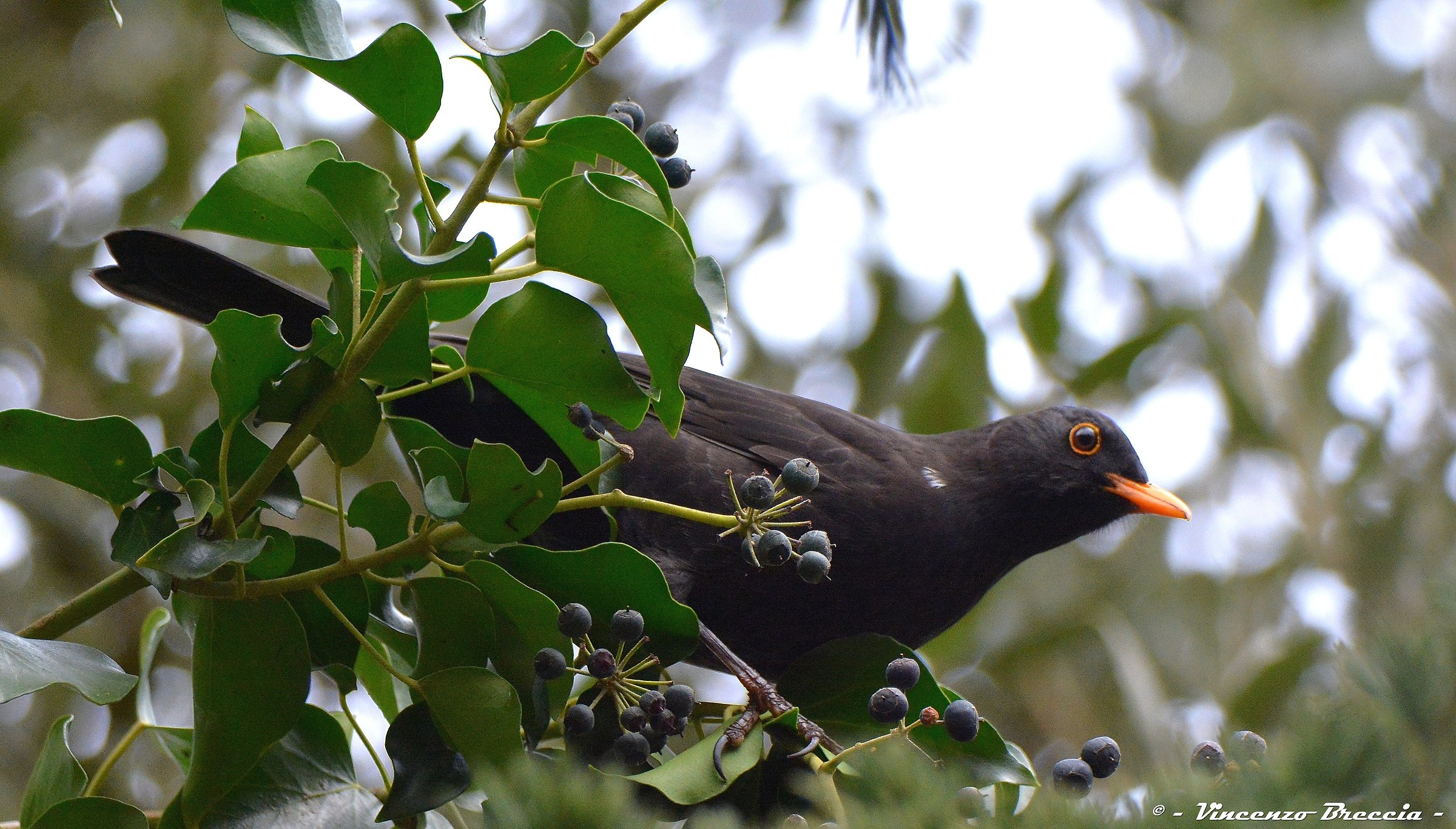 Alla larga, questa e' zona mia !!!