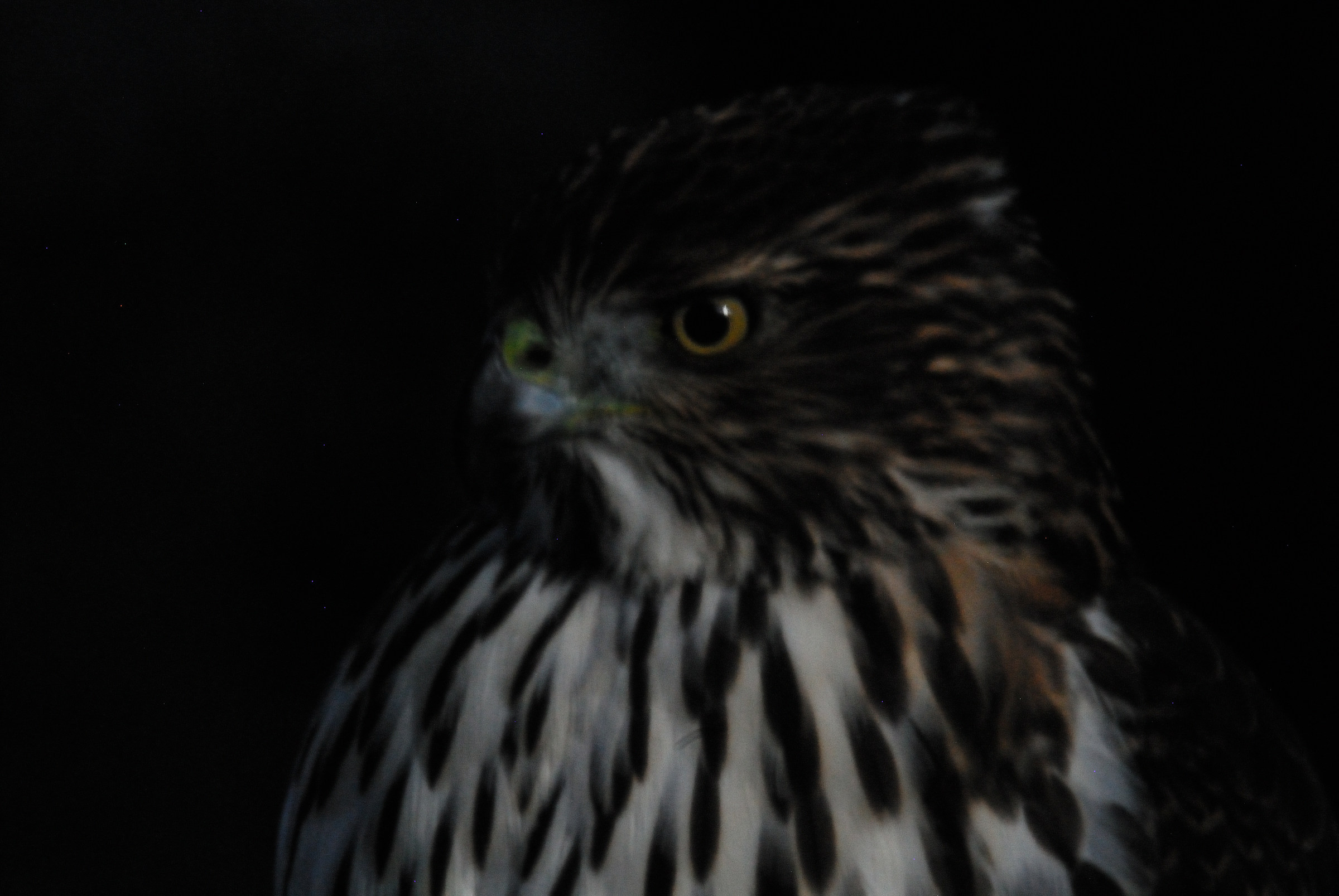Juvenile Coopers Hawk