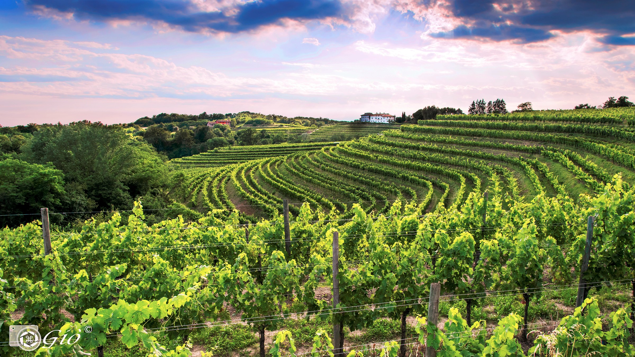 Vineyards Collio Rocca Bernarda