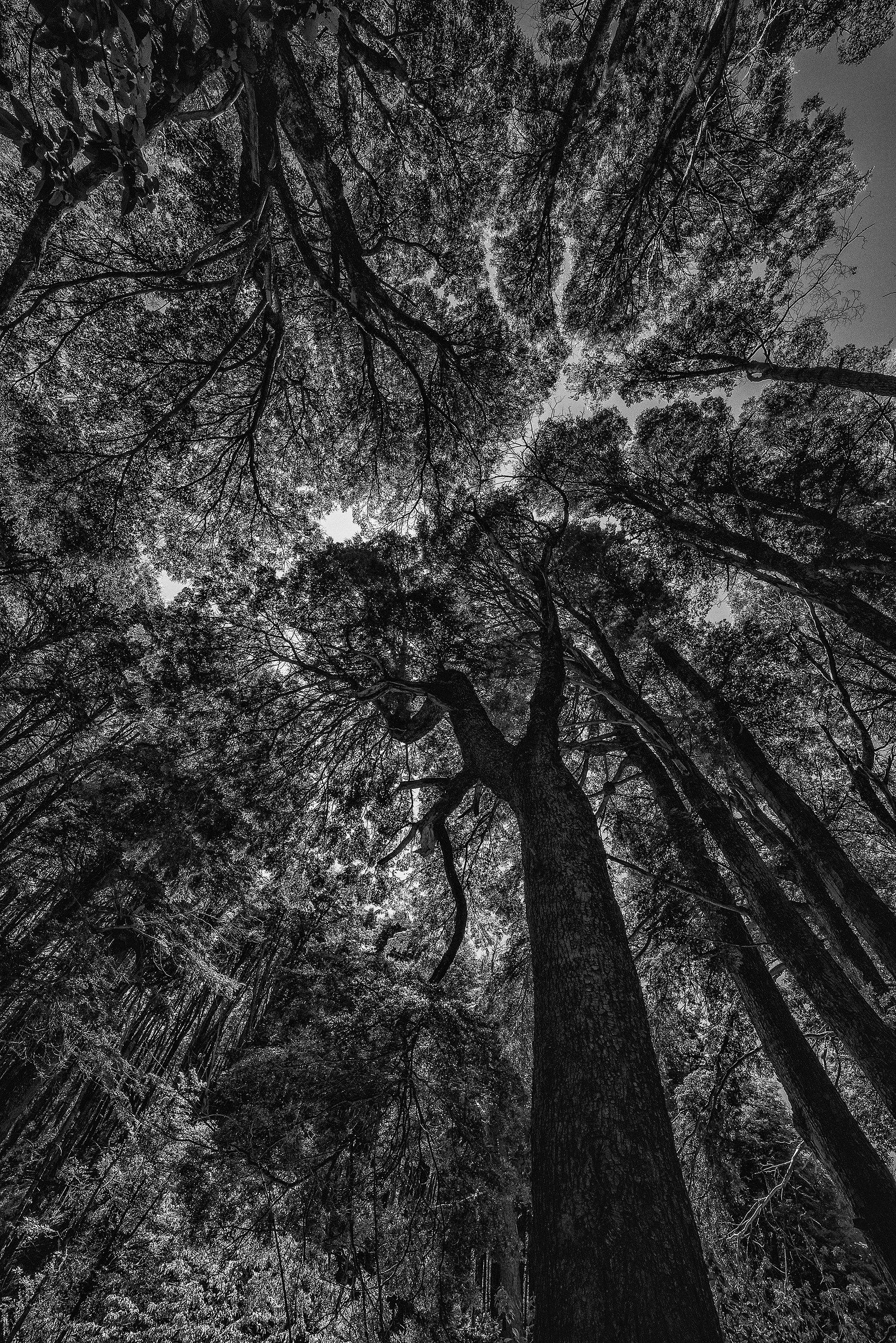 nei dintorni di Bariloche