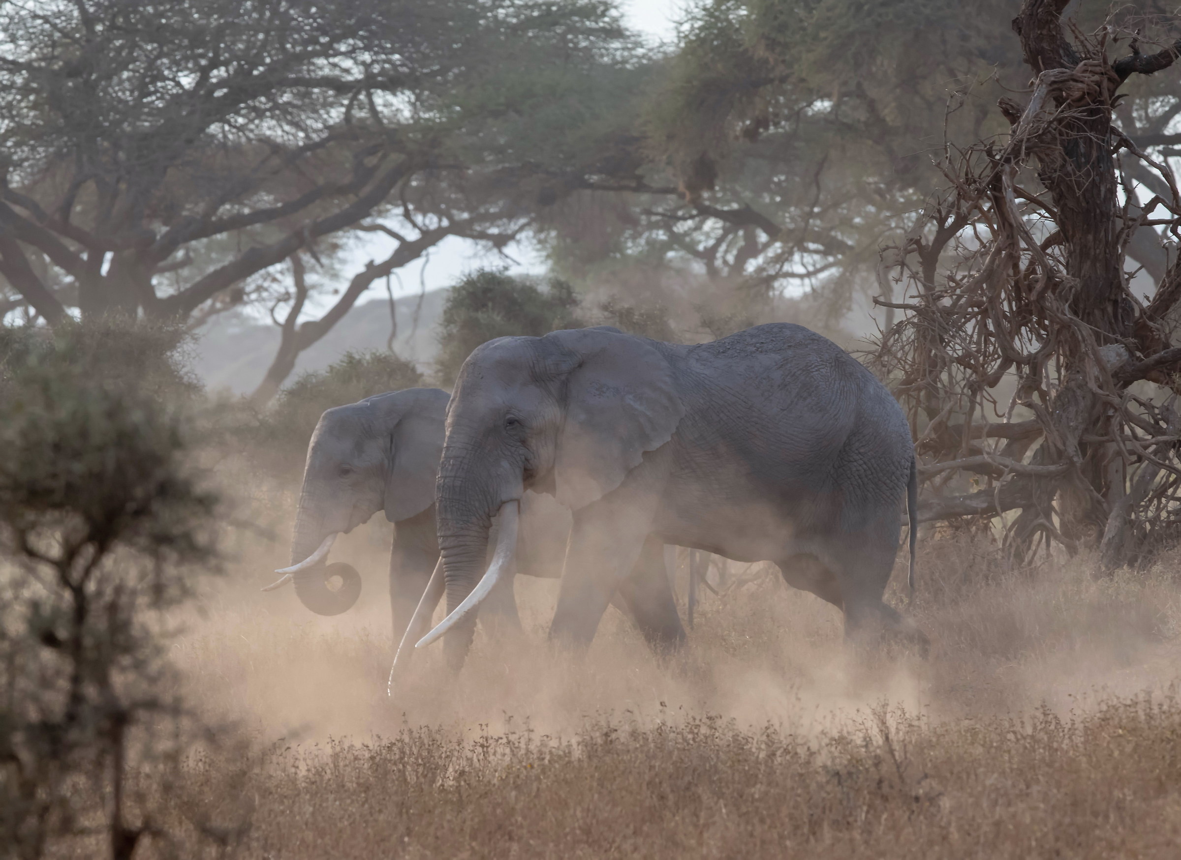 Elephants in the dust