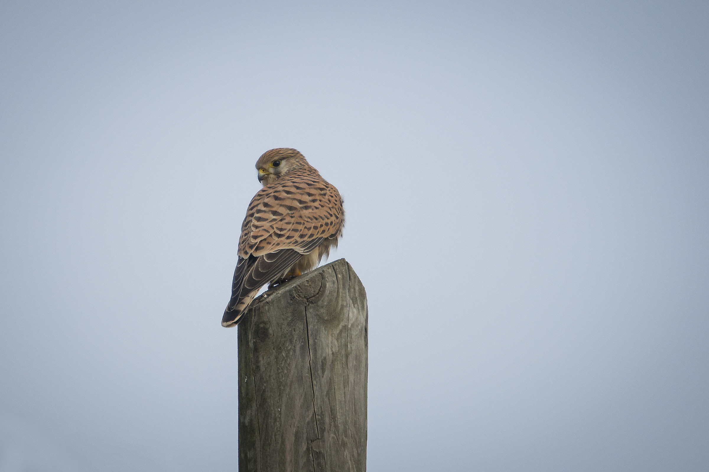 Kestrel