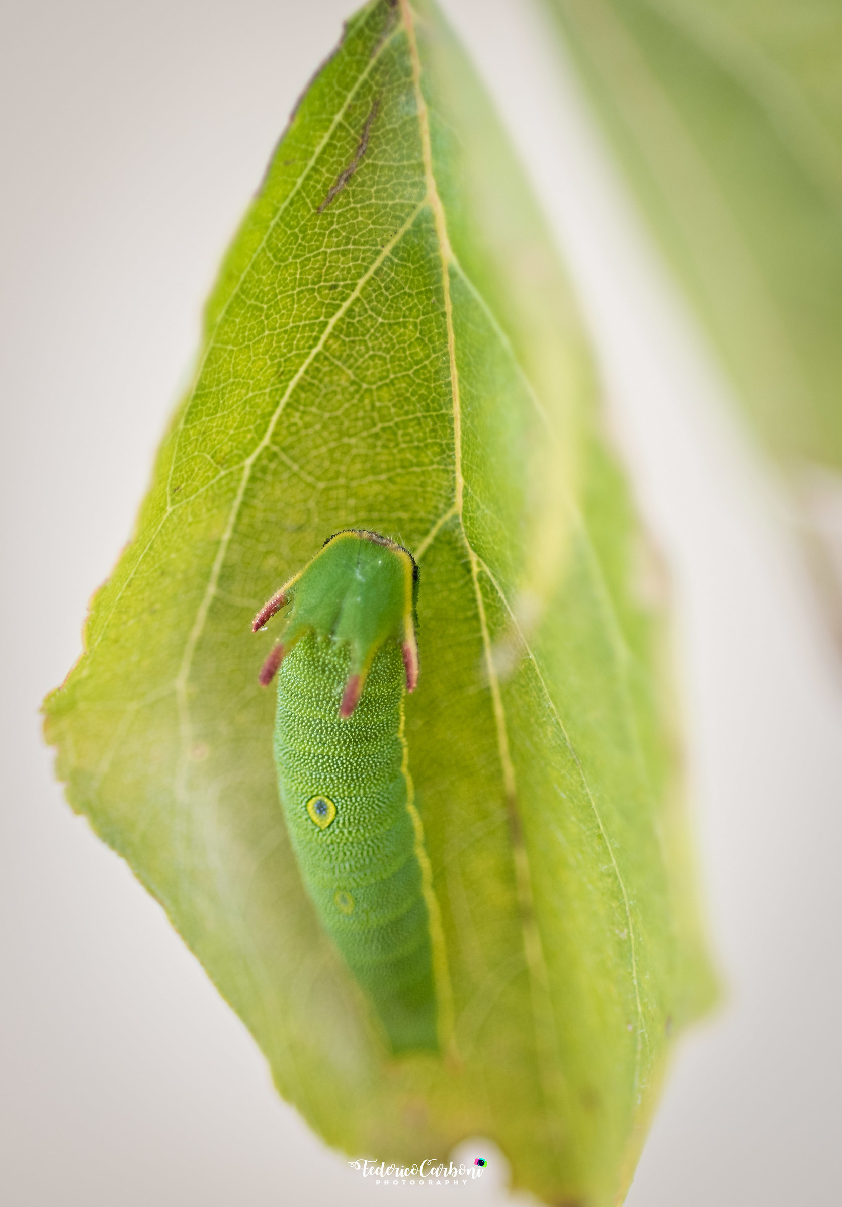 Aliens in the garden
