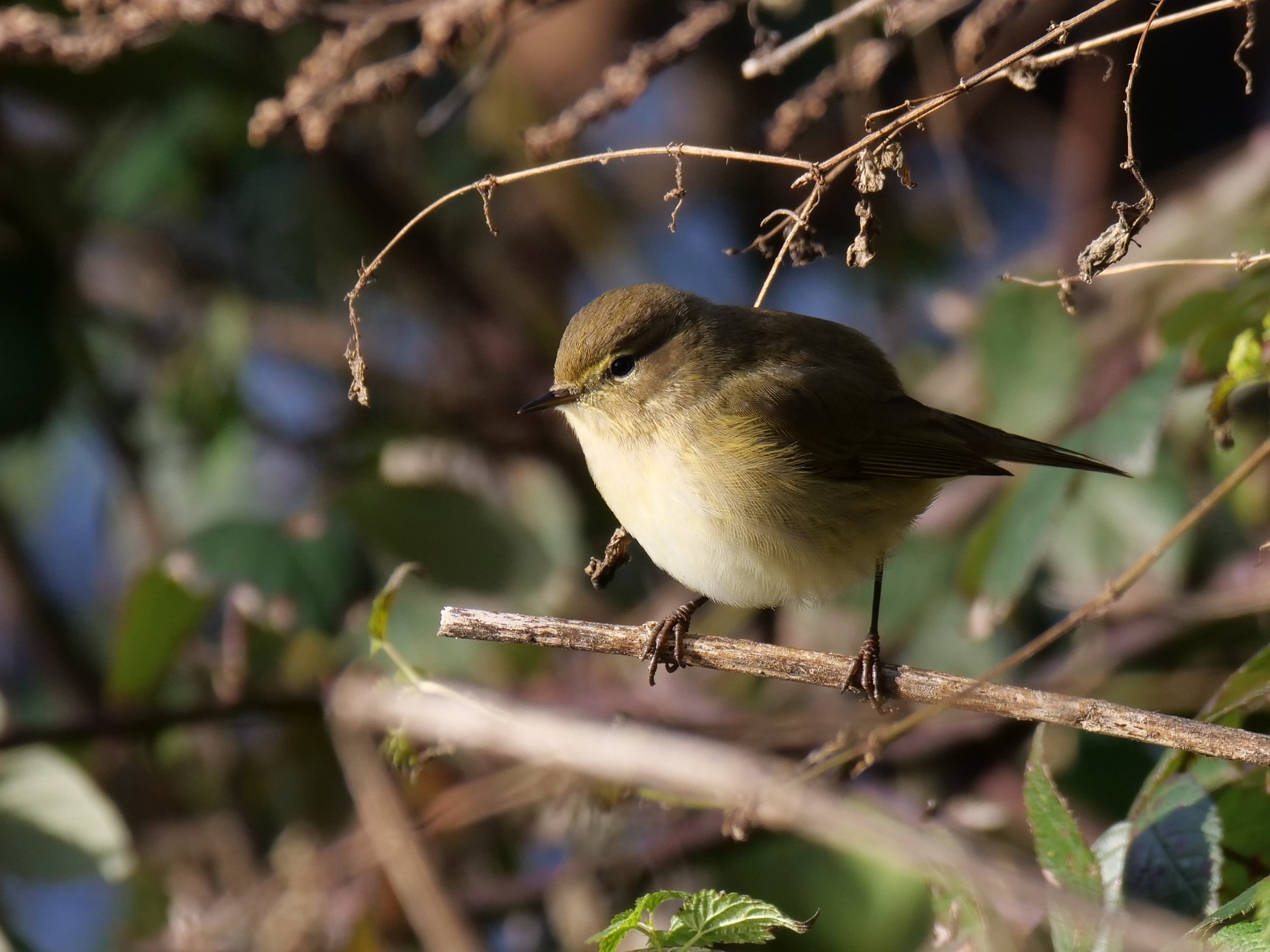 Luì piccolo (Phylloscapus collybita)
