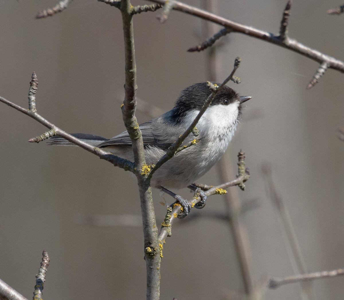 Parus montanus 2