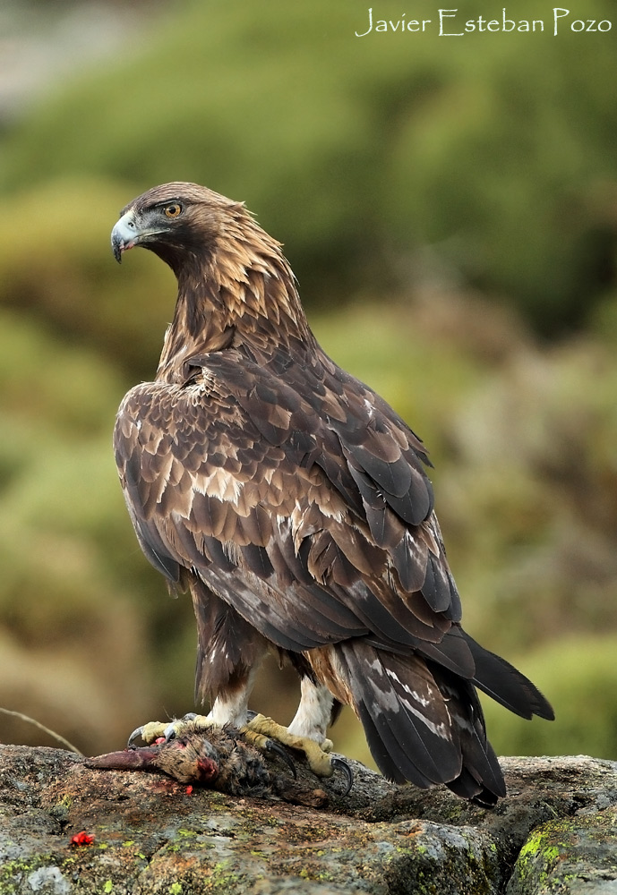 Golden Eagle