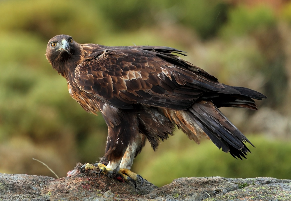 Golden Eagle