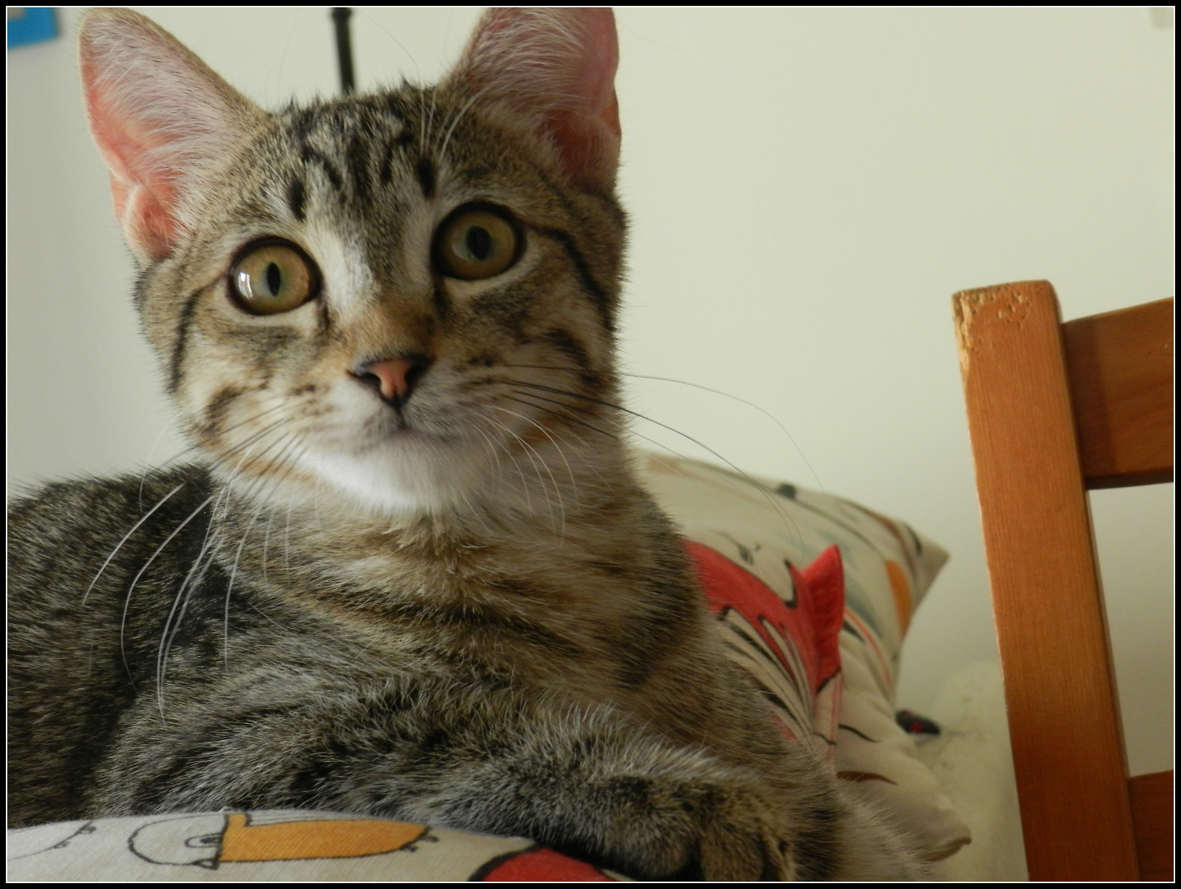 Eight... new rascal at home..