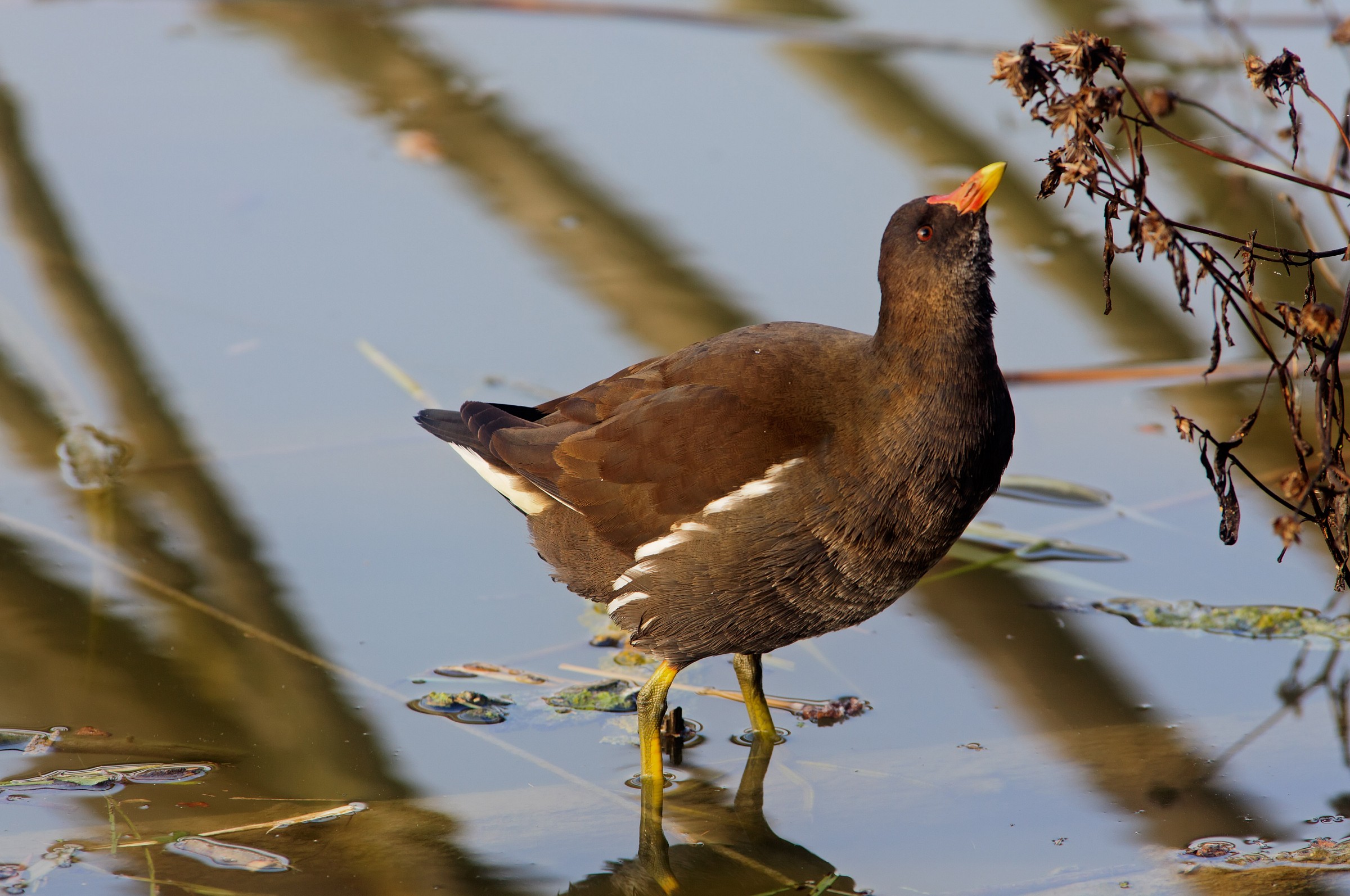 gallinella d'acqua (gallinula chloropus)