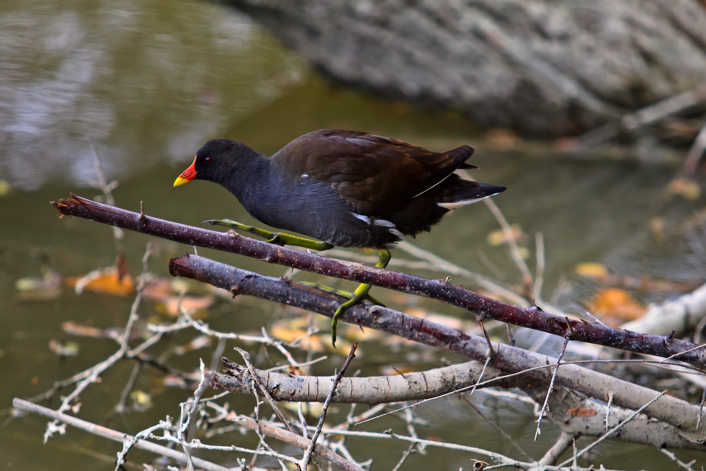 Gallinella d acqua (Gallinula chloropus)