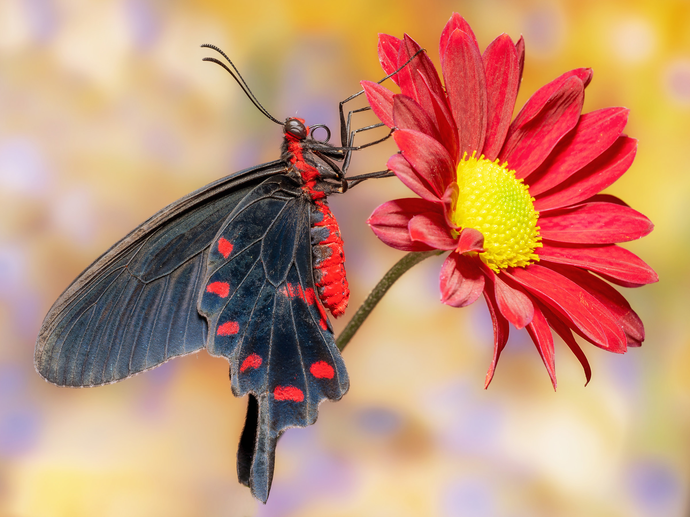 Papilio kotzebuea (Escholtz, 1821)