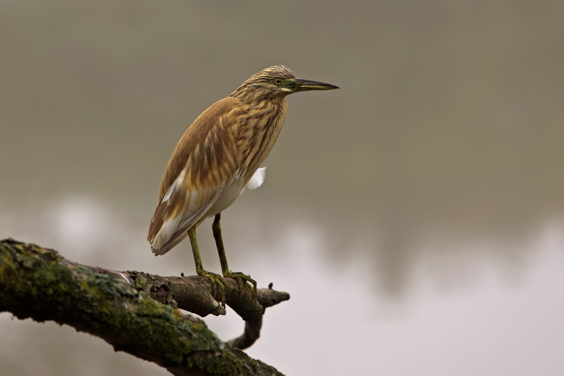 Sgarza ciuffetto (Ardeola ralloides)