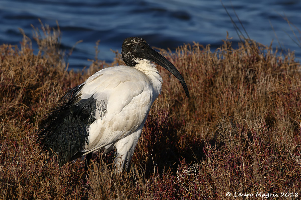 Sacred Ibis