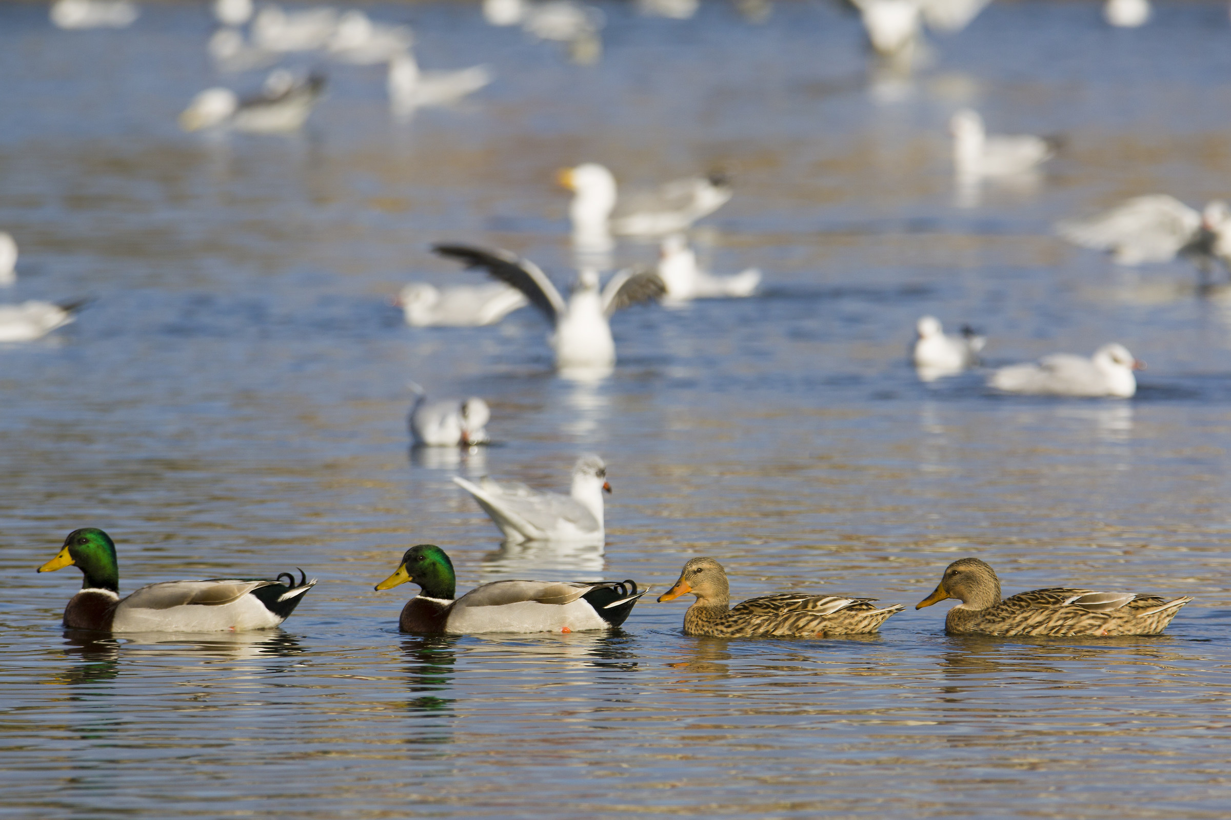 Mallards Advance among Seagulls