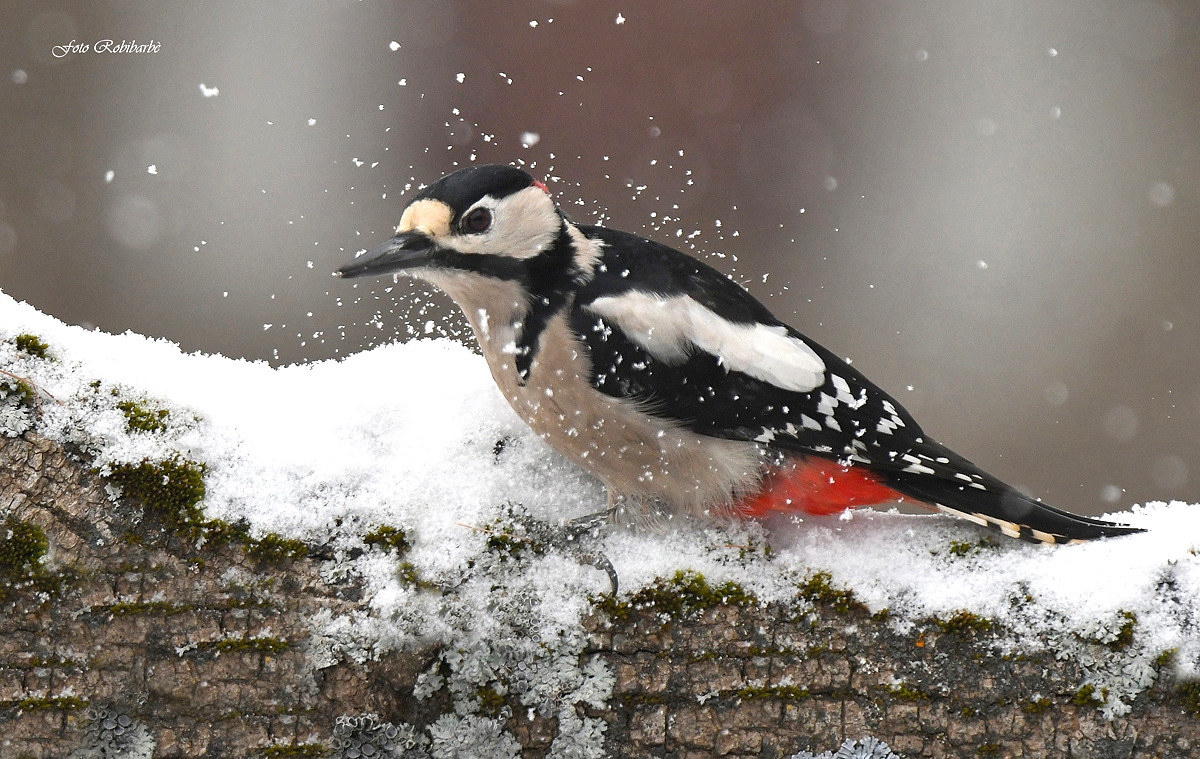 Picchio rosso maggiore...