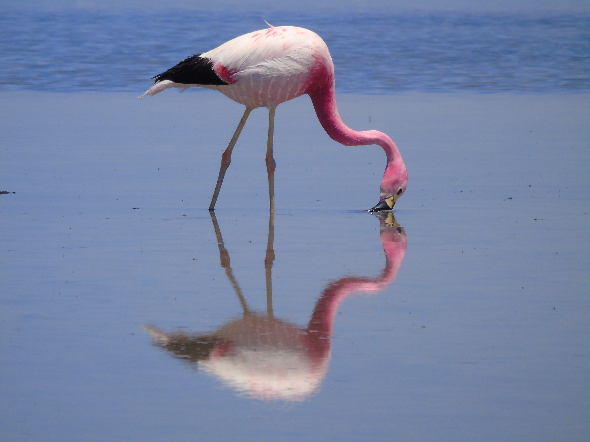 Pink Flamingos, Salar de Atacama