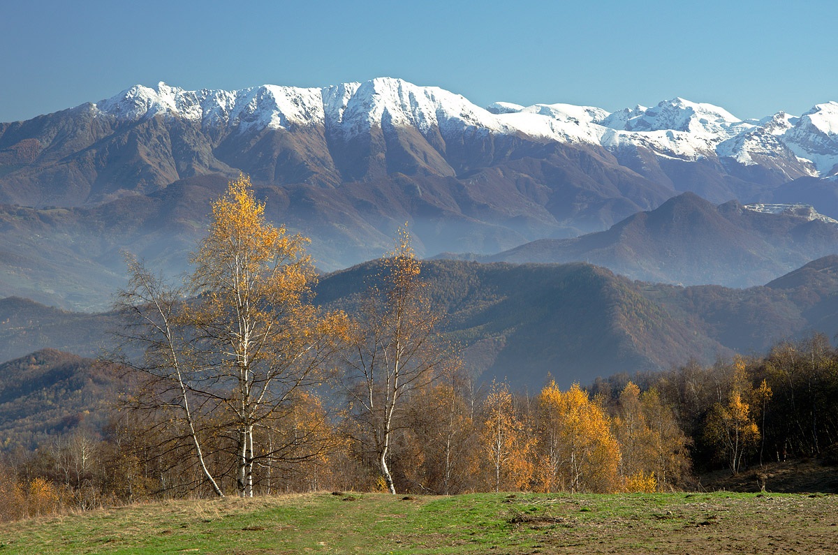 Bisalta and birch woods.