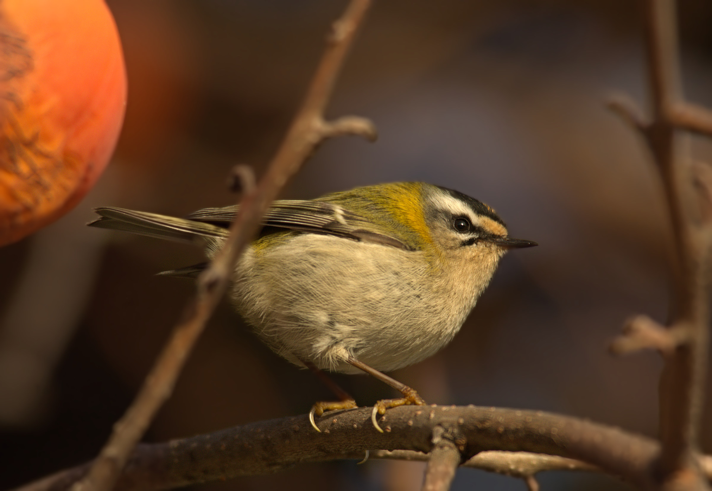 Firecrest